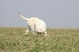 LAGOTTO 060